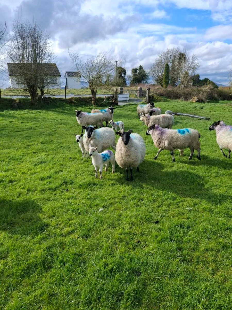 8x milford x ewes with lambs at foot - Image 1