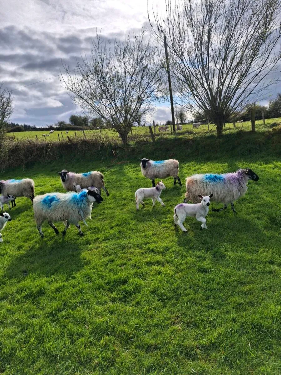 8x milford x ewes with lambs at foot - Image 2