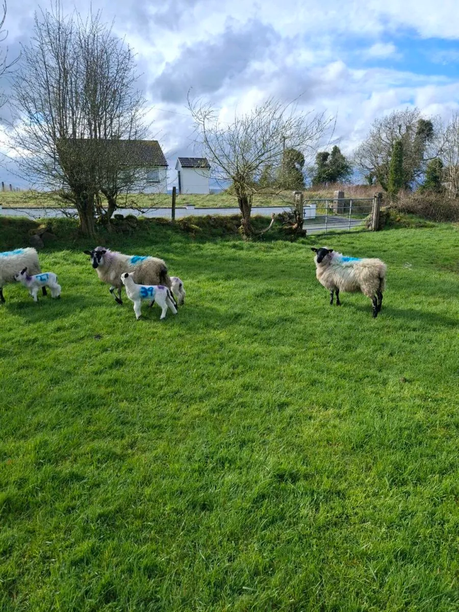 8x milford x ewes with lambs at foot - Image 3