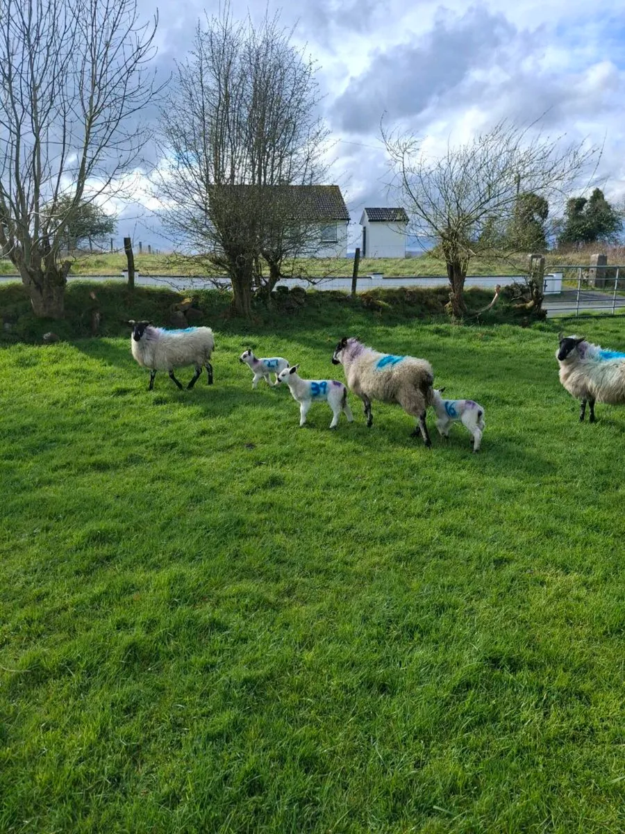 8x milford x ewes with lambs at foot - Image 4