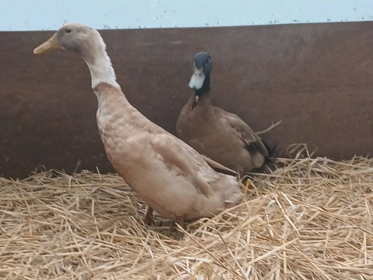 DUCKS Khaki Drake; Saxony X Indian Runner Drake - Image 1