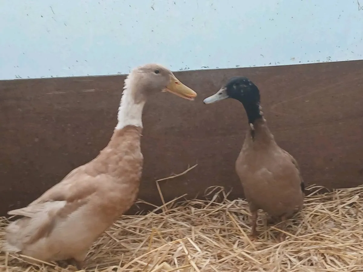 DUCKS Khaki Drake; Saxony X Indian Runner Drake - Image 2