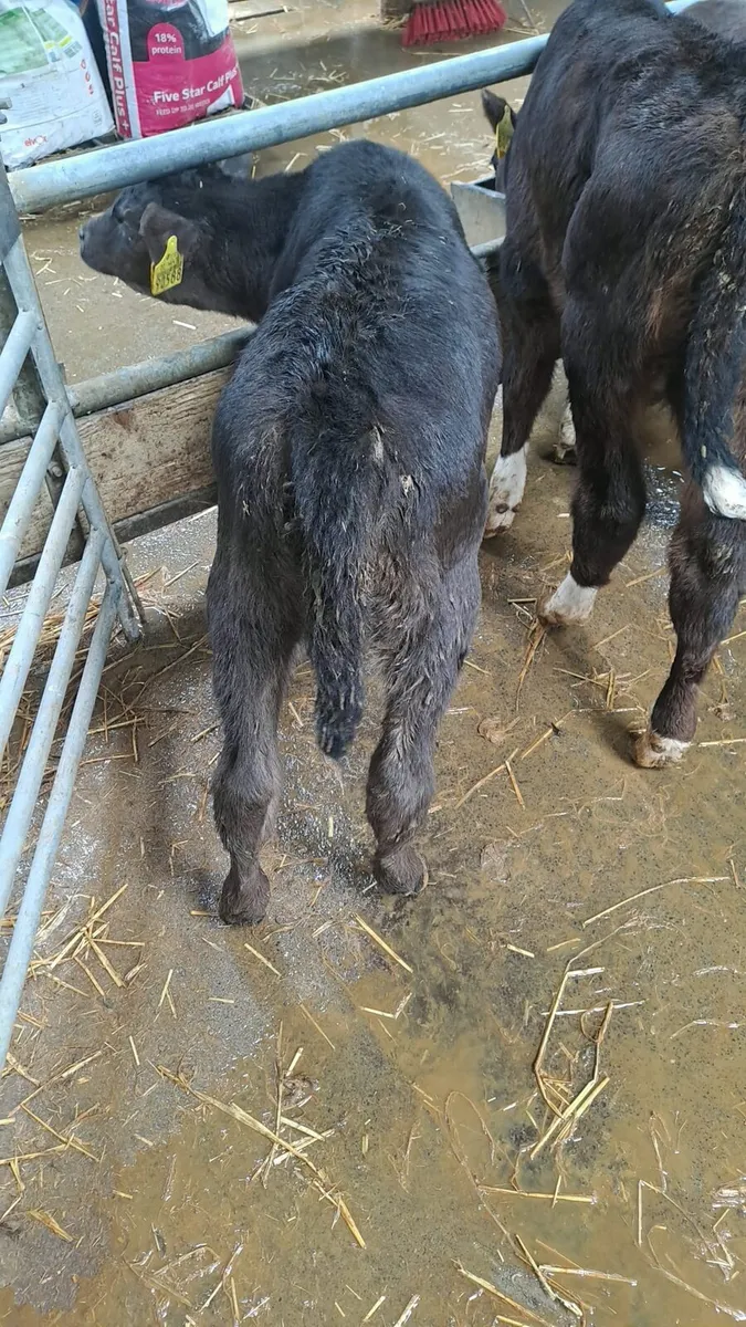Angus calves - Image 2