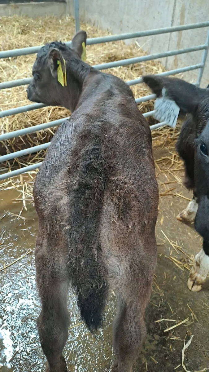 Angus calves - Image 4