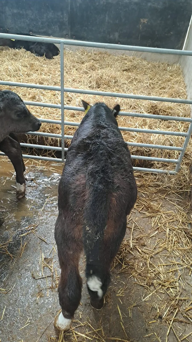 Angus calves - Image 3