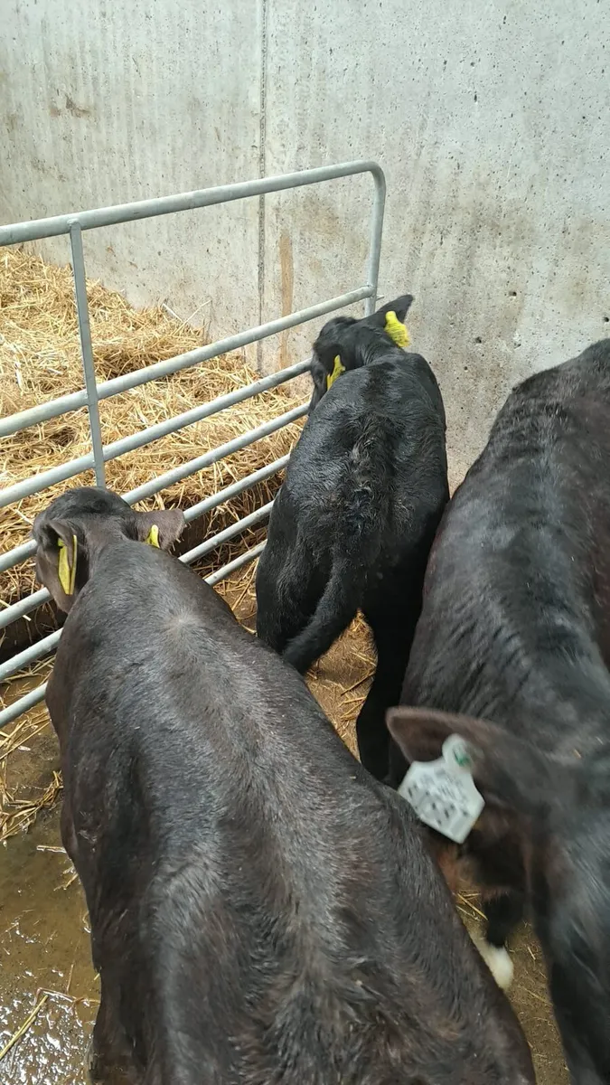 Angus calves - Image 1