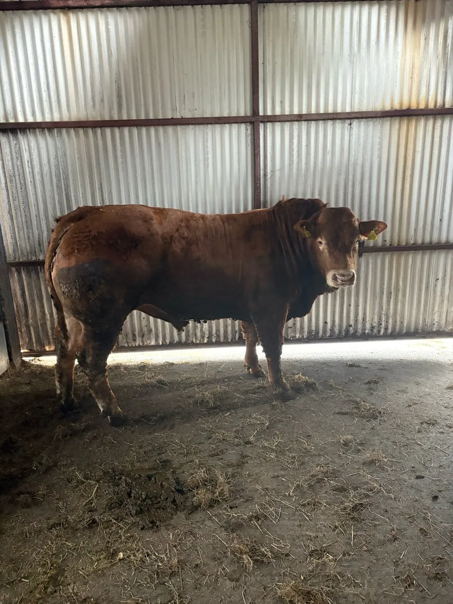 ***Pbr limousin bulls*** - Image 1