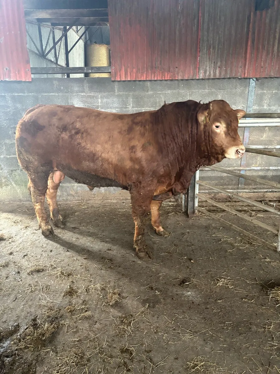 ***Pbr limousin bulls*** - Image 2