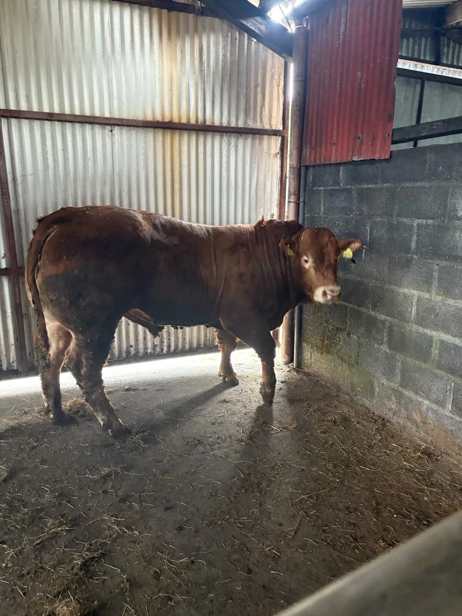 ***Pbr limousin bulls*** - Image 3