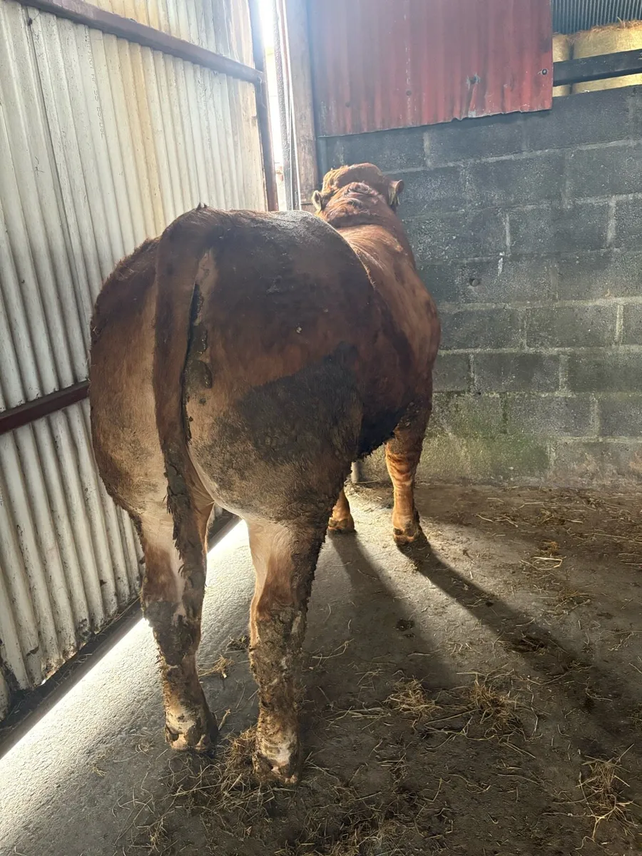 ***Pbr limousin bulls*** - Image 4