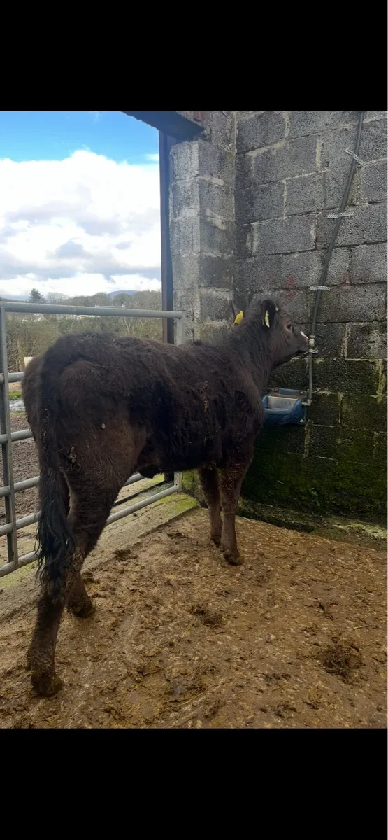 Sucker Bred Limousin Heifer - Image 1