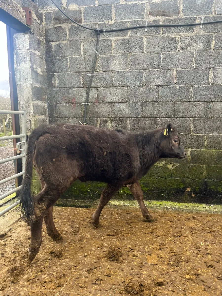 Sucker Bred Limousin Heifer - Image 3
