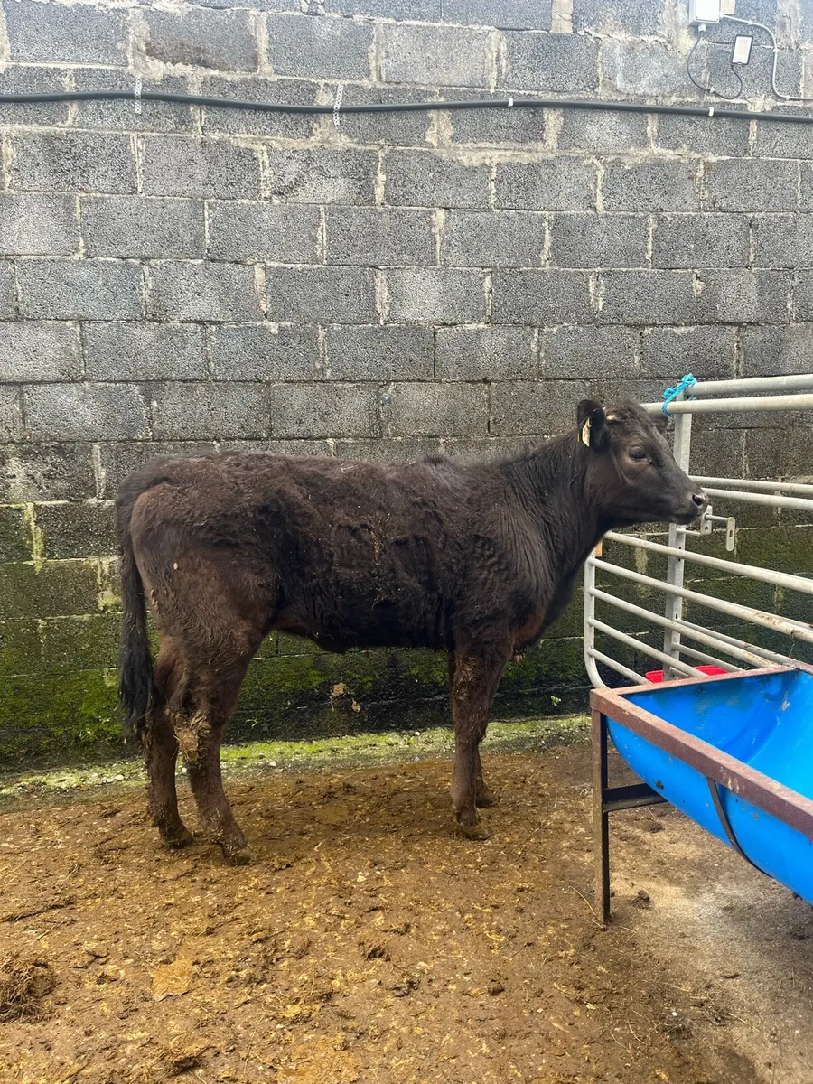 Sucker Bred Limousin Heifer - Image 2
