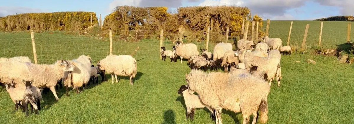 Sheep & Lambs - Image 3