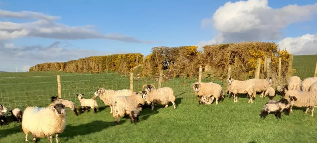 Sheep & Lambs - Image 2