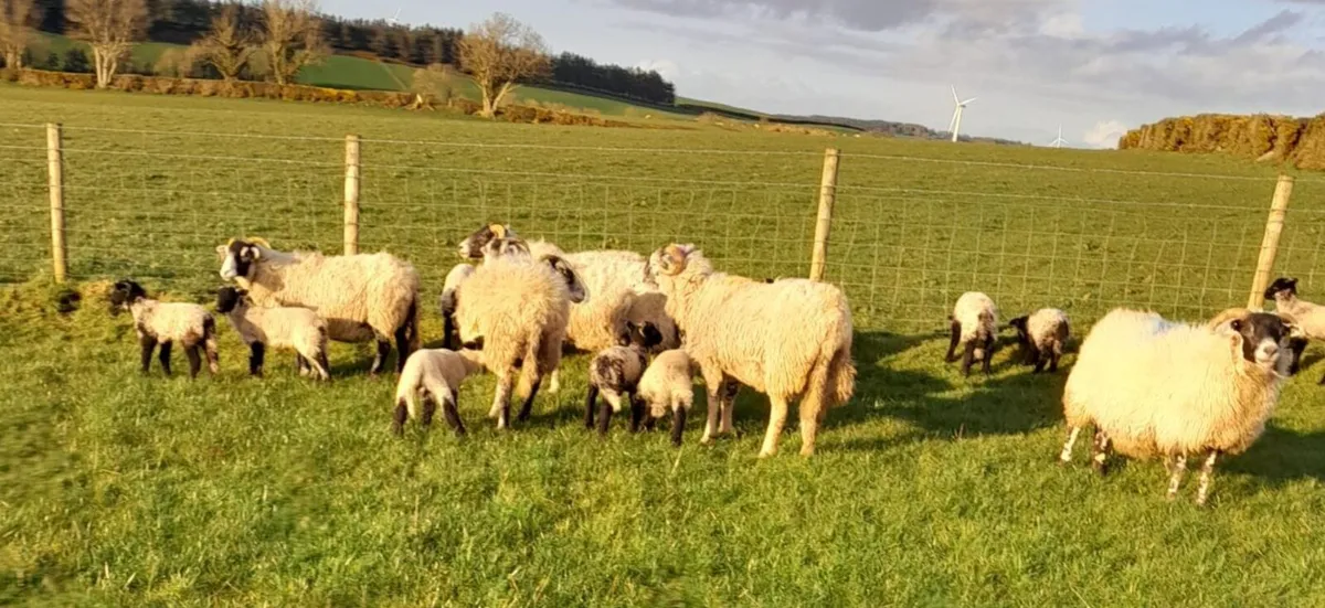 Sheep & Lambs - Image 4