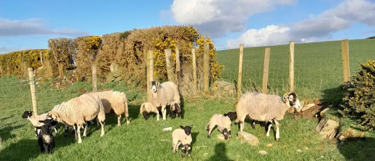 Sheep & Lambs - Image 1