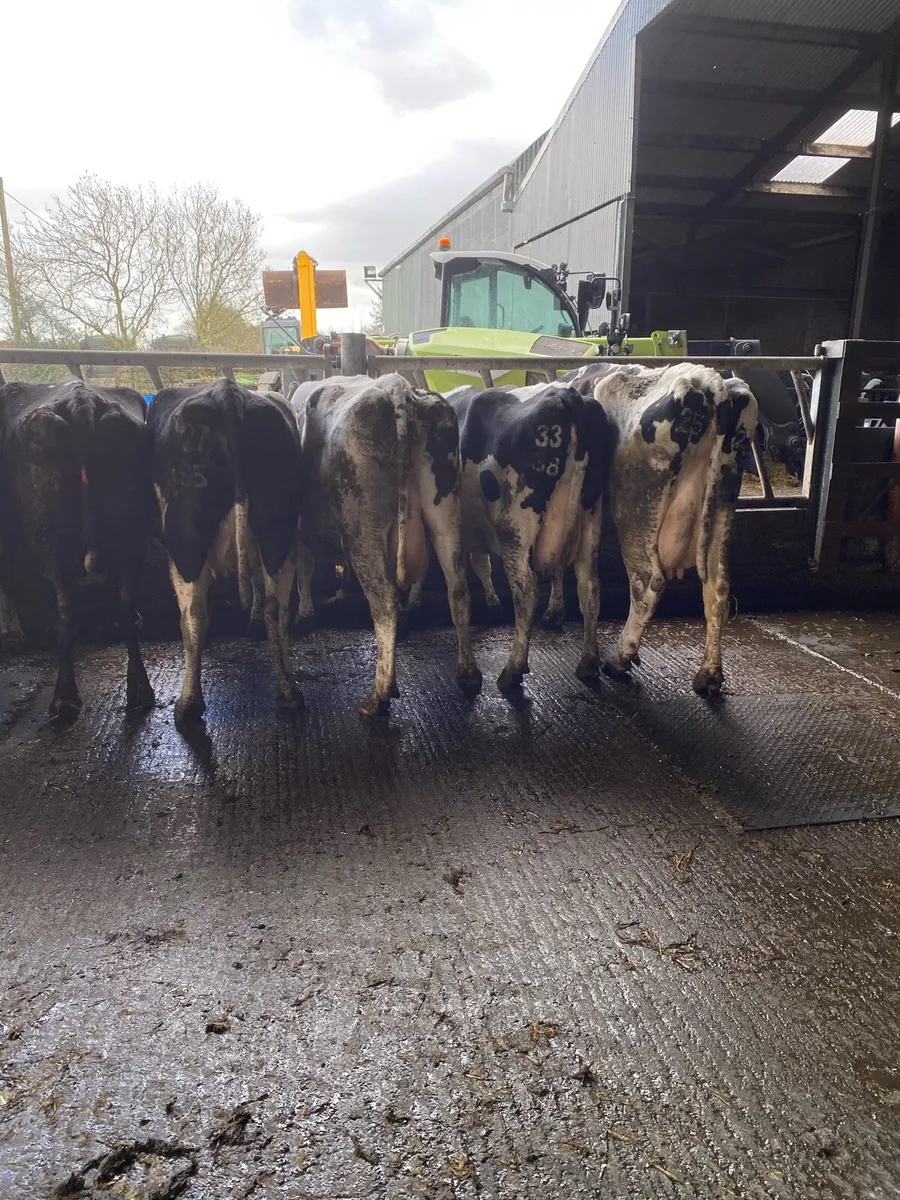 April Calving Cows - Image 2