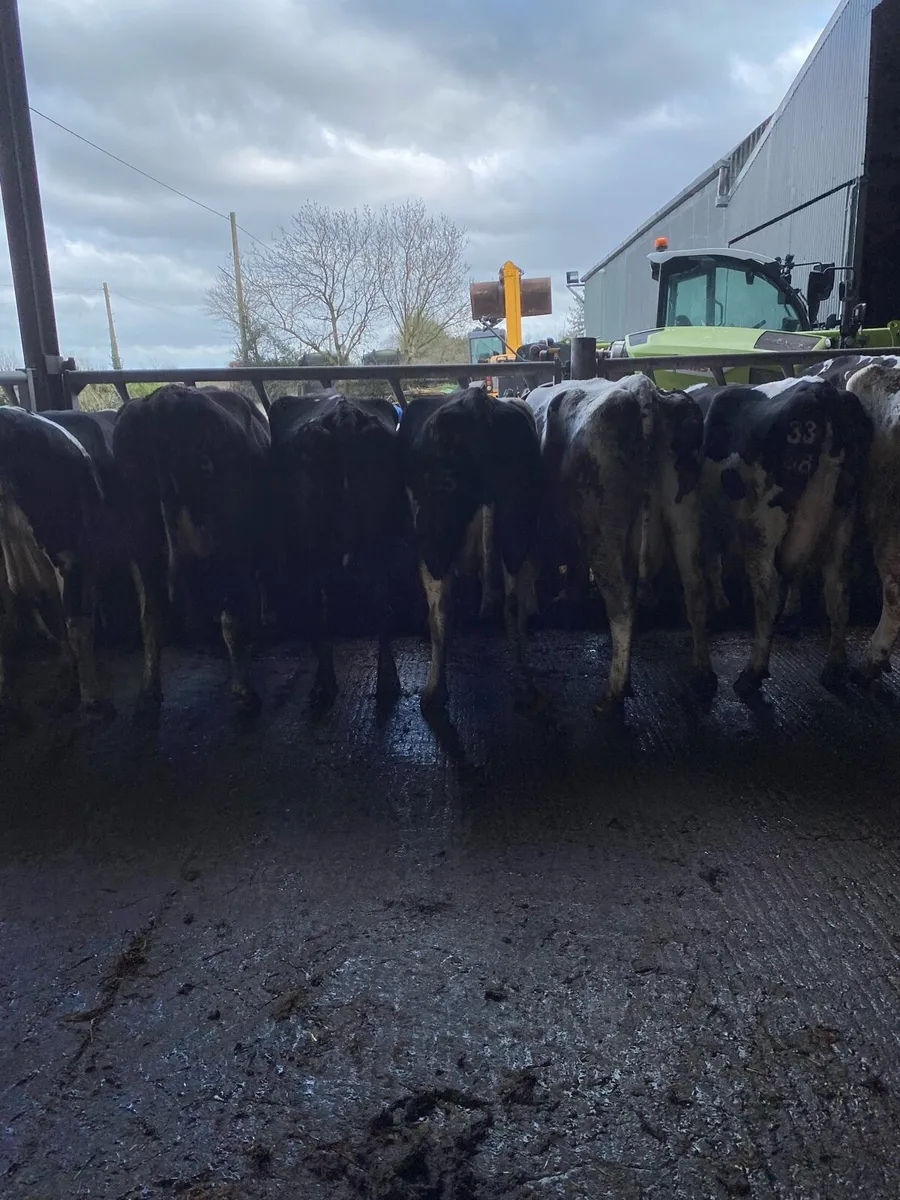 April Calving Cows - Image 3