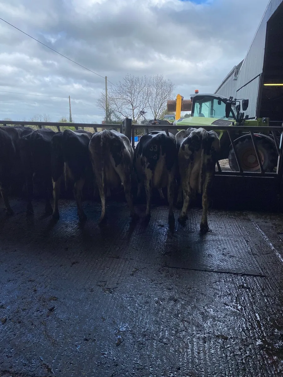 April Calving Cows - Image 4