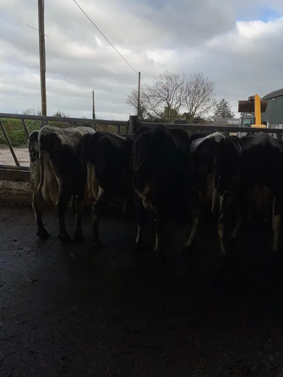 April Calving Cows - Image 1