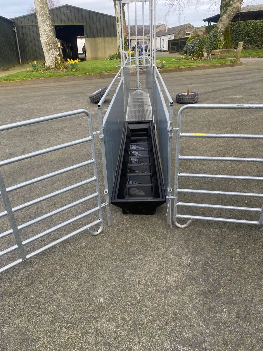 Mobike Sheep Race - Image 2