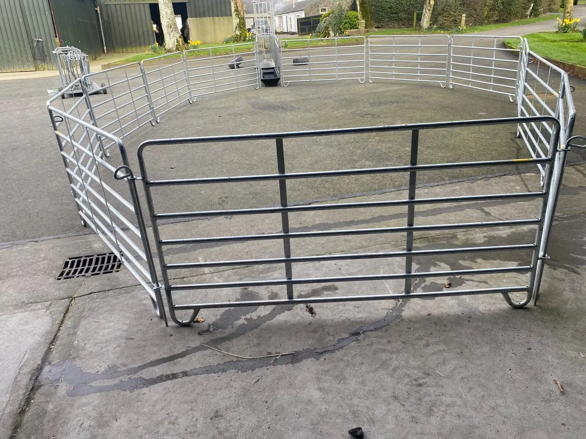 Mobike Sheep Race - Image 3