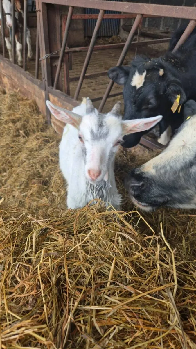 5 puck goats - Image 2