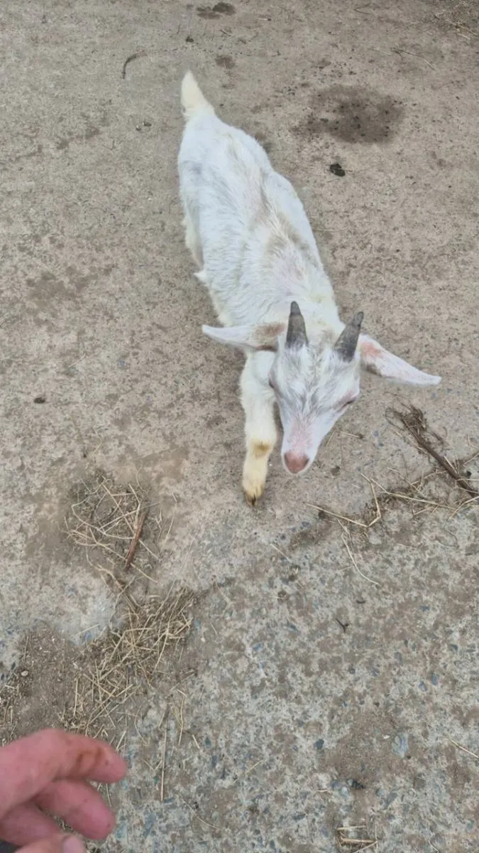 5 puck goats - Image 3