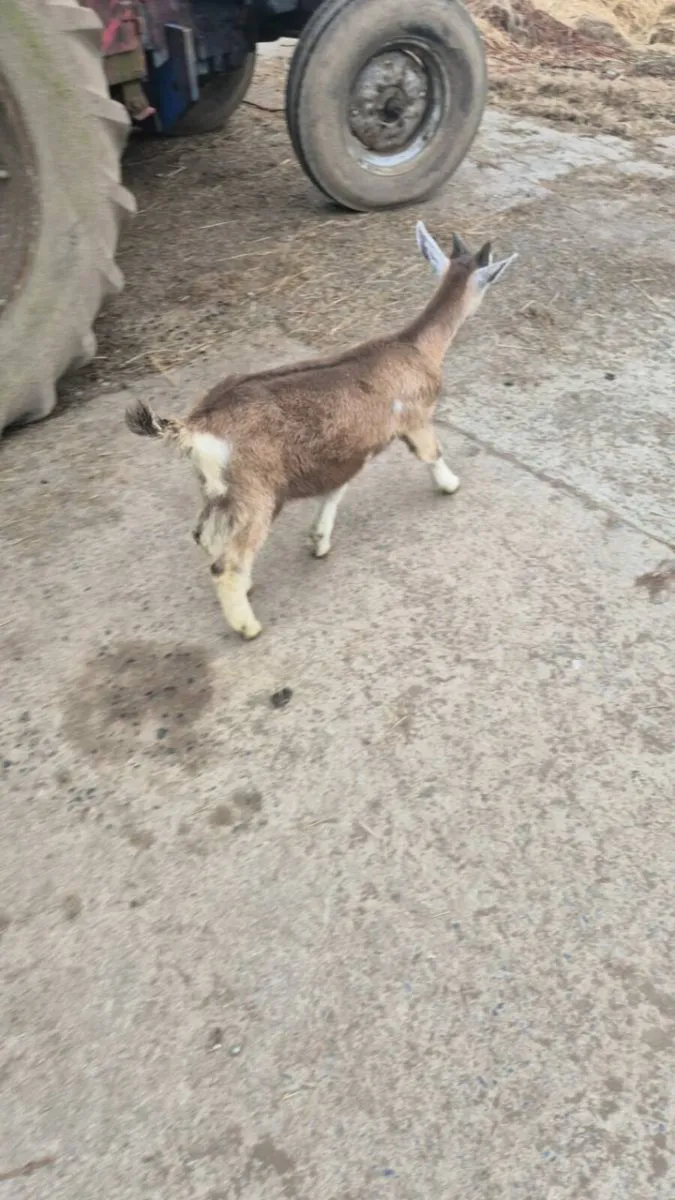 5 puck goats - Image 4