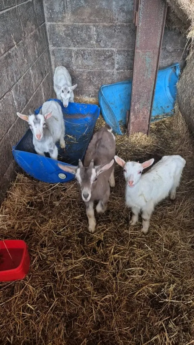 5 puck goats - Image 1