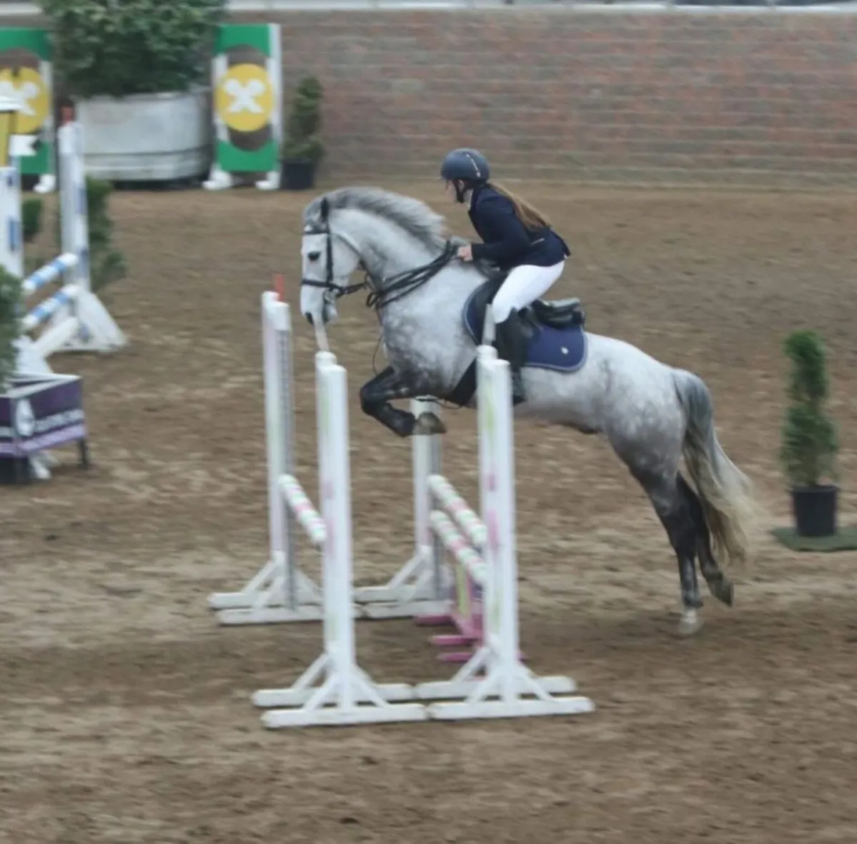 Connemara Pony - Image 1