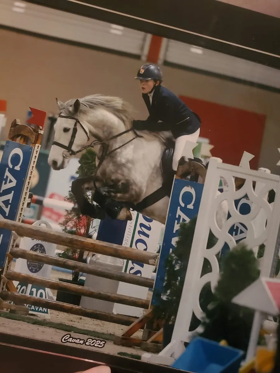 Connemara Pony - Image 4