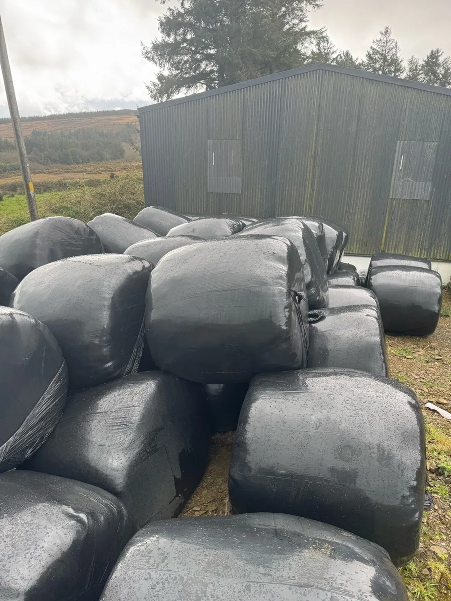Silage bales - Image 2
