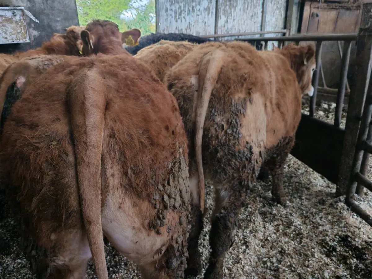 8 U Grade  Bullock's. - Image 3