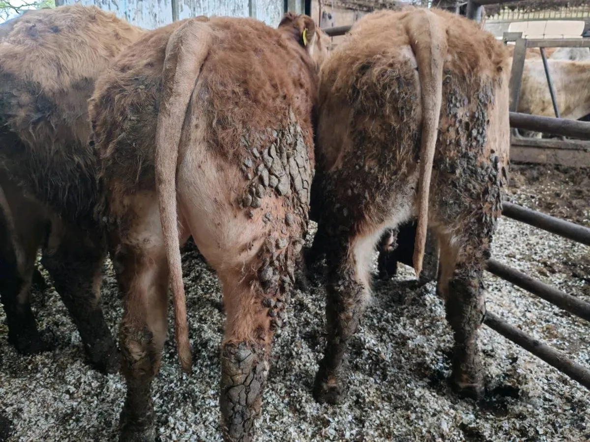 8 U Grade  Bullock's. - Image 4