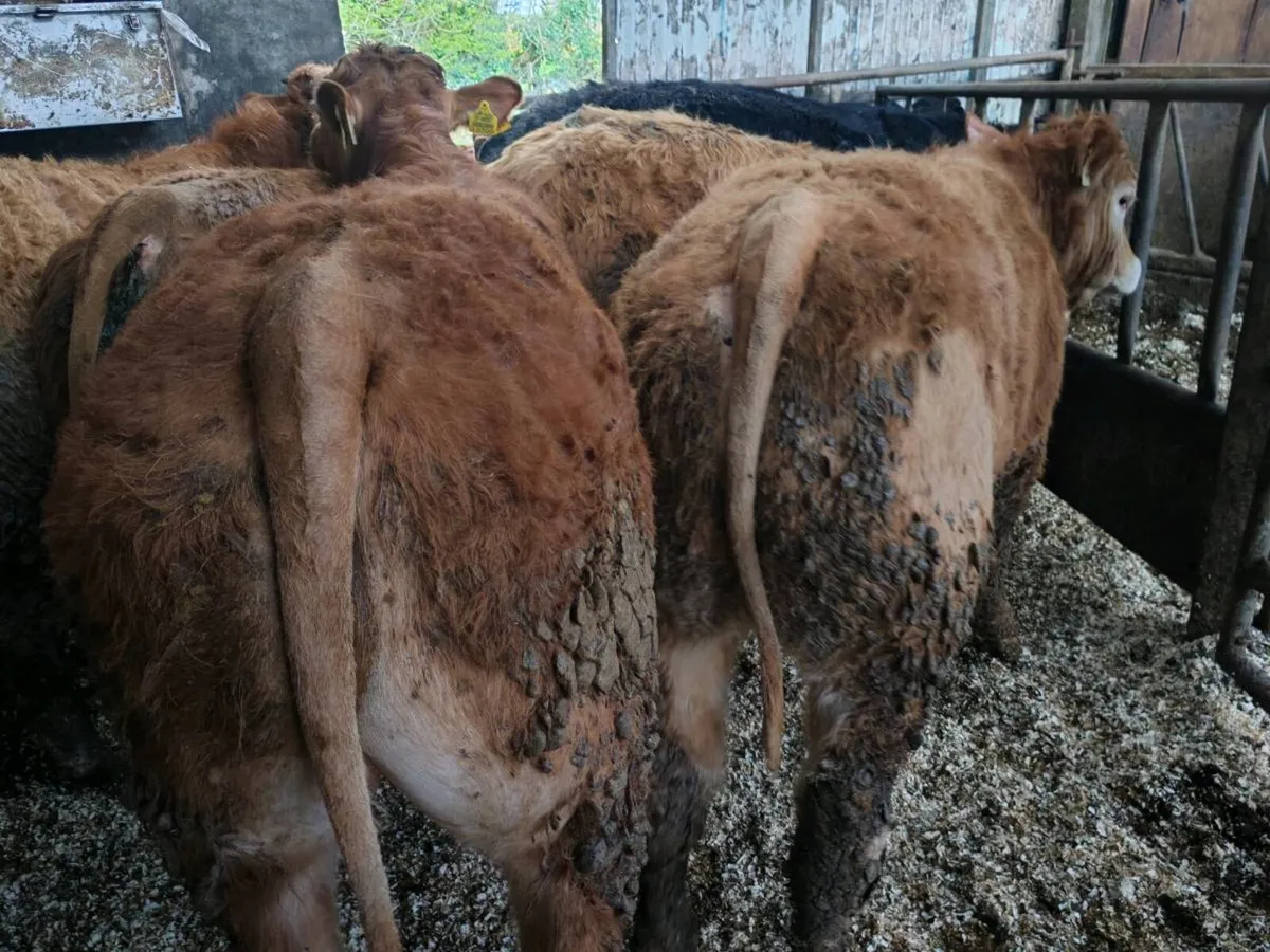 8 U Grade  Bullock's. - Image 2