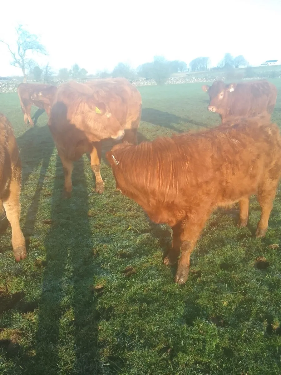 Incalf Cows - Image 1