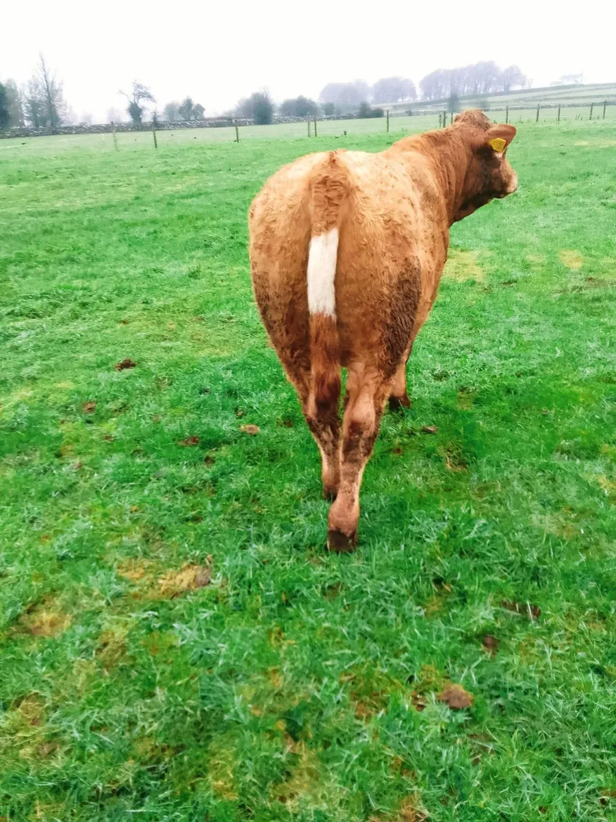 Incalf Cows - Image 2