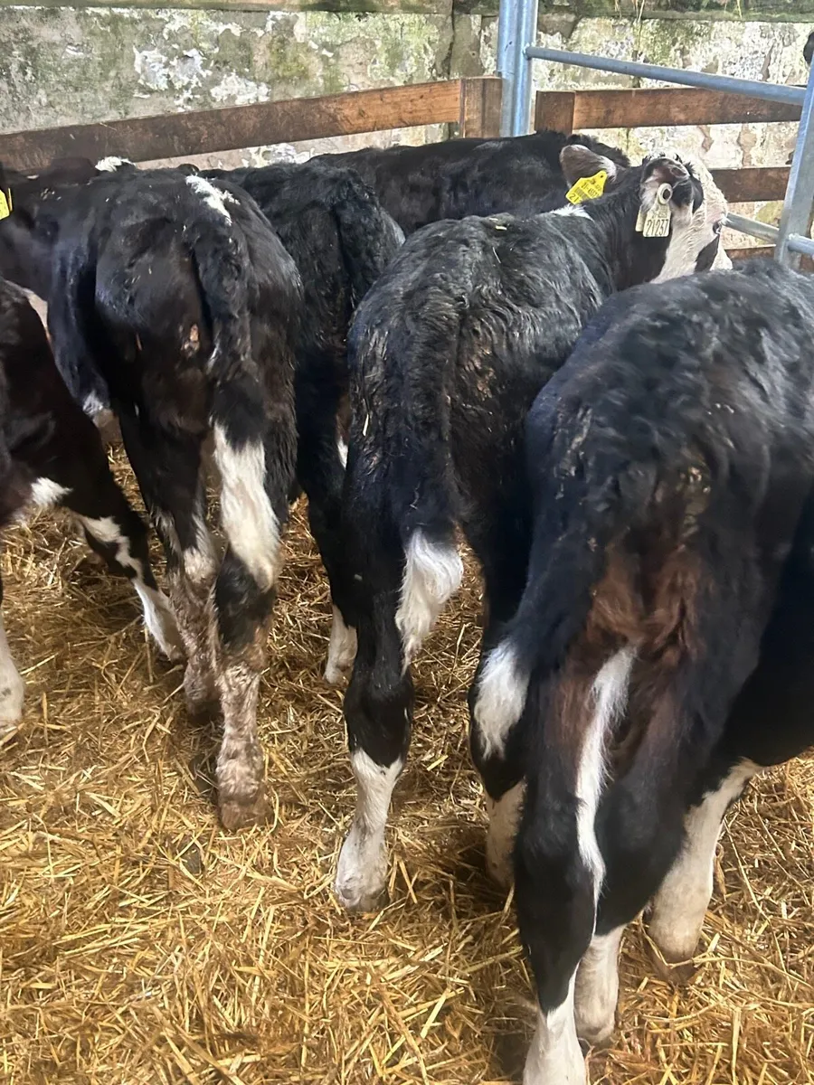 🌟10 Hereford heifer calves🌟No Moves - Image 3