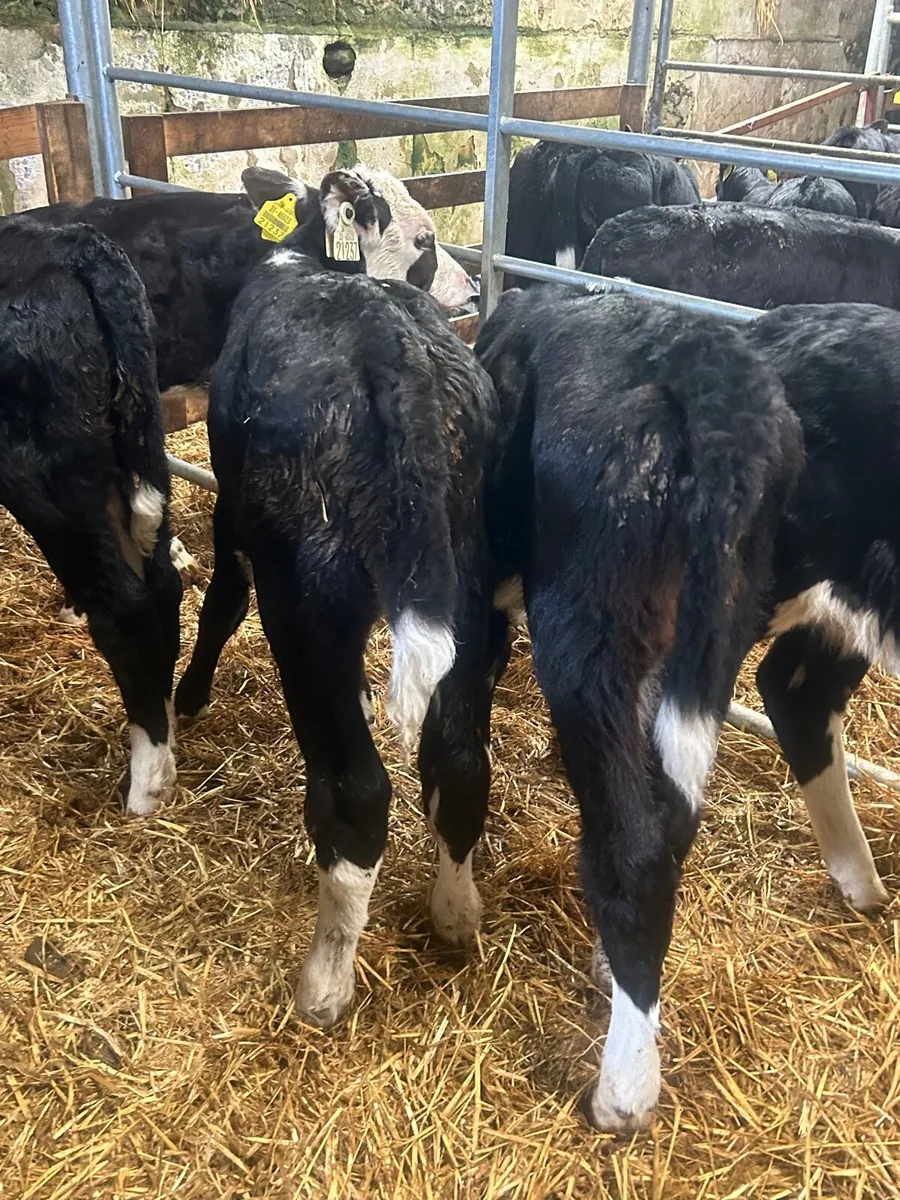 🌟10 Hereford heifer calves🌟No Moves - Image 4