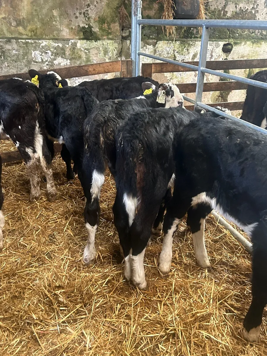 🌟10 Hereford heifer calves🌟No Moves - Image 1