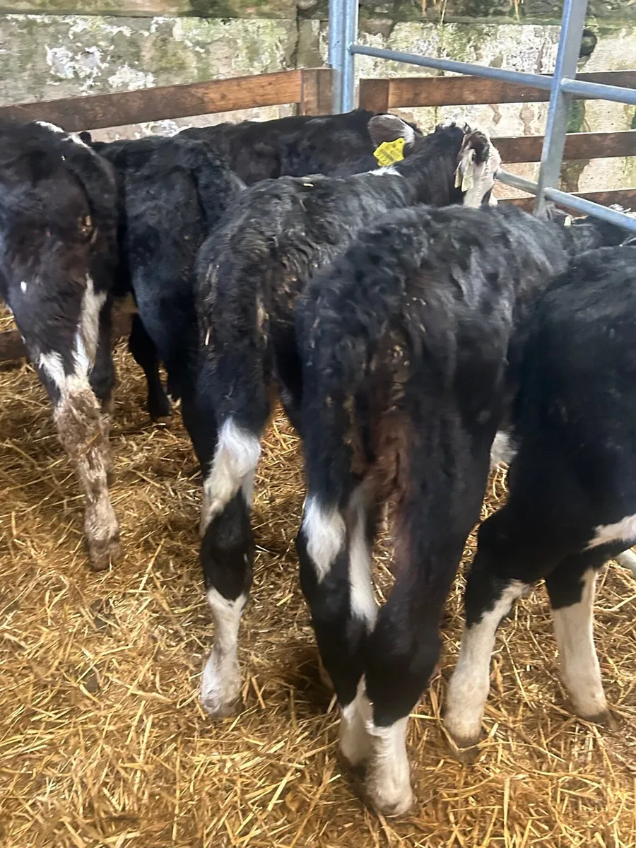 🌟10 Hereford heifer calves🌟No Moves - Image 2