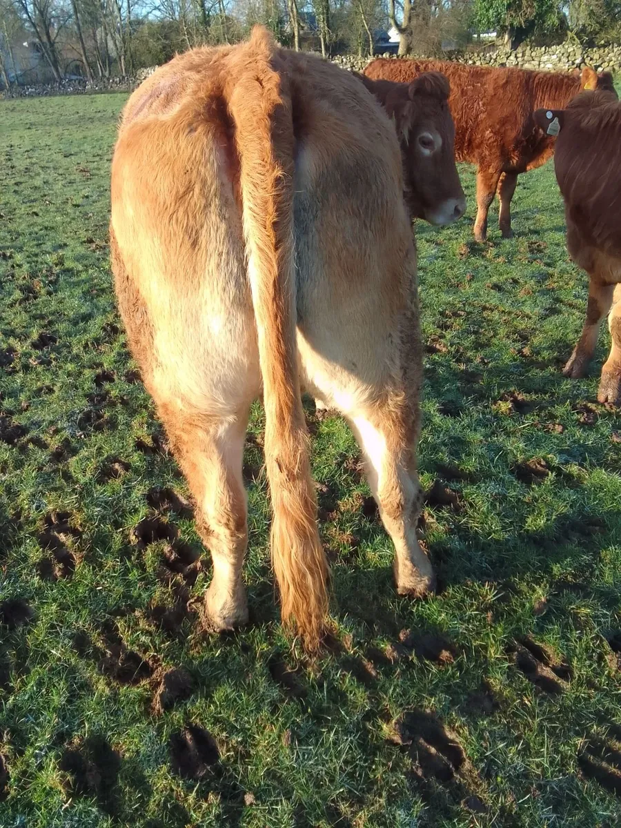 Incalf Cows - Image 3