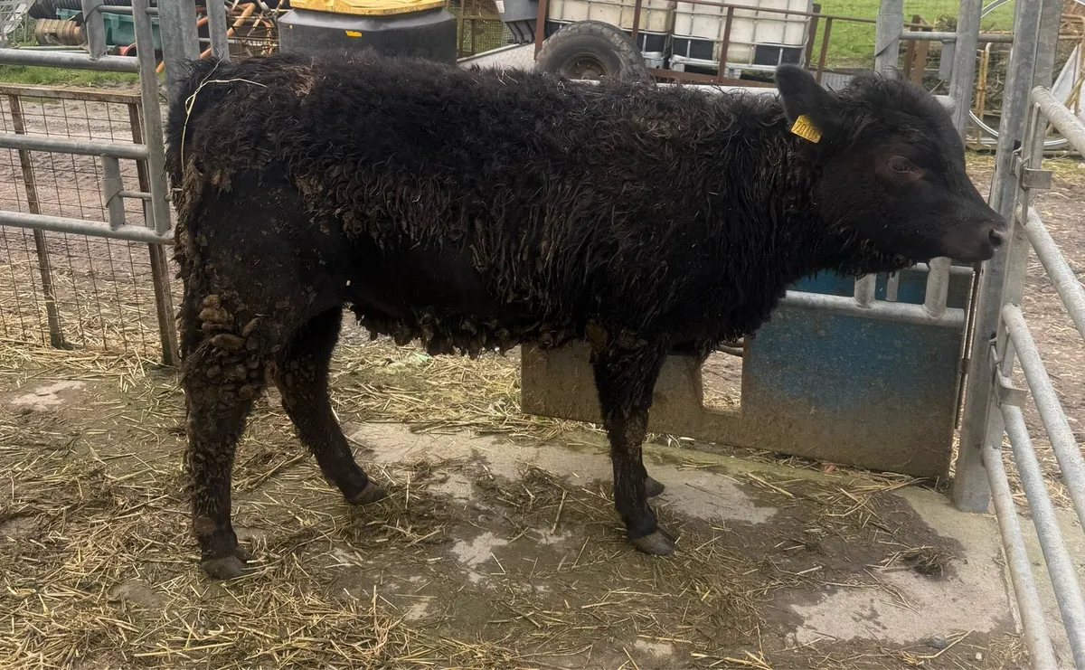 ▪️Aberdeen Angus Heifer Weanling ▪️ - Image 3