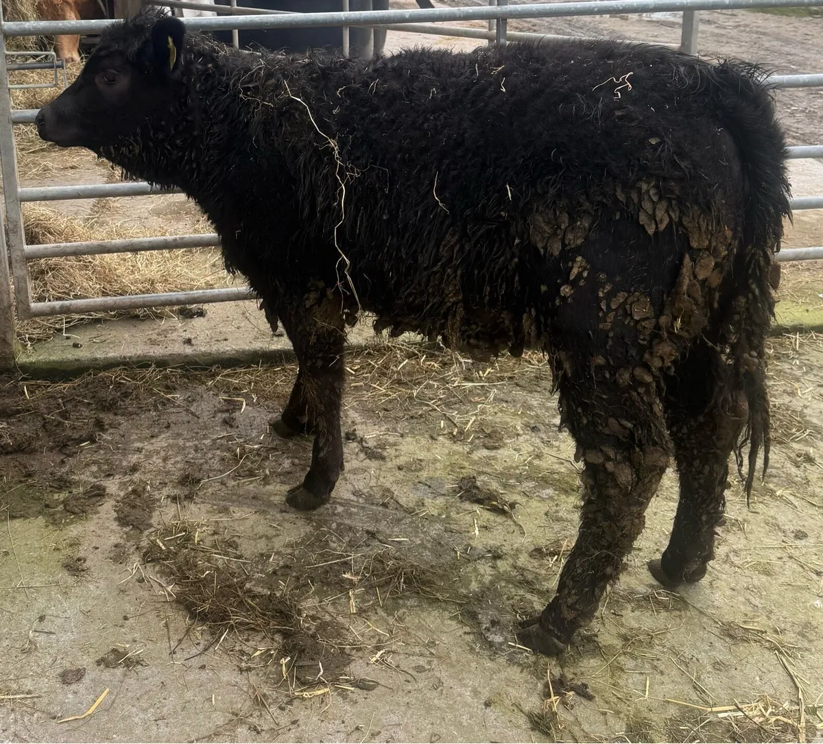 ▪️Aberdeen Angus Heifer Weanling ▪️ - Image 1