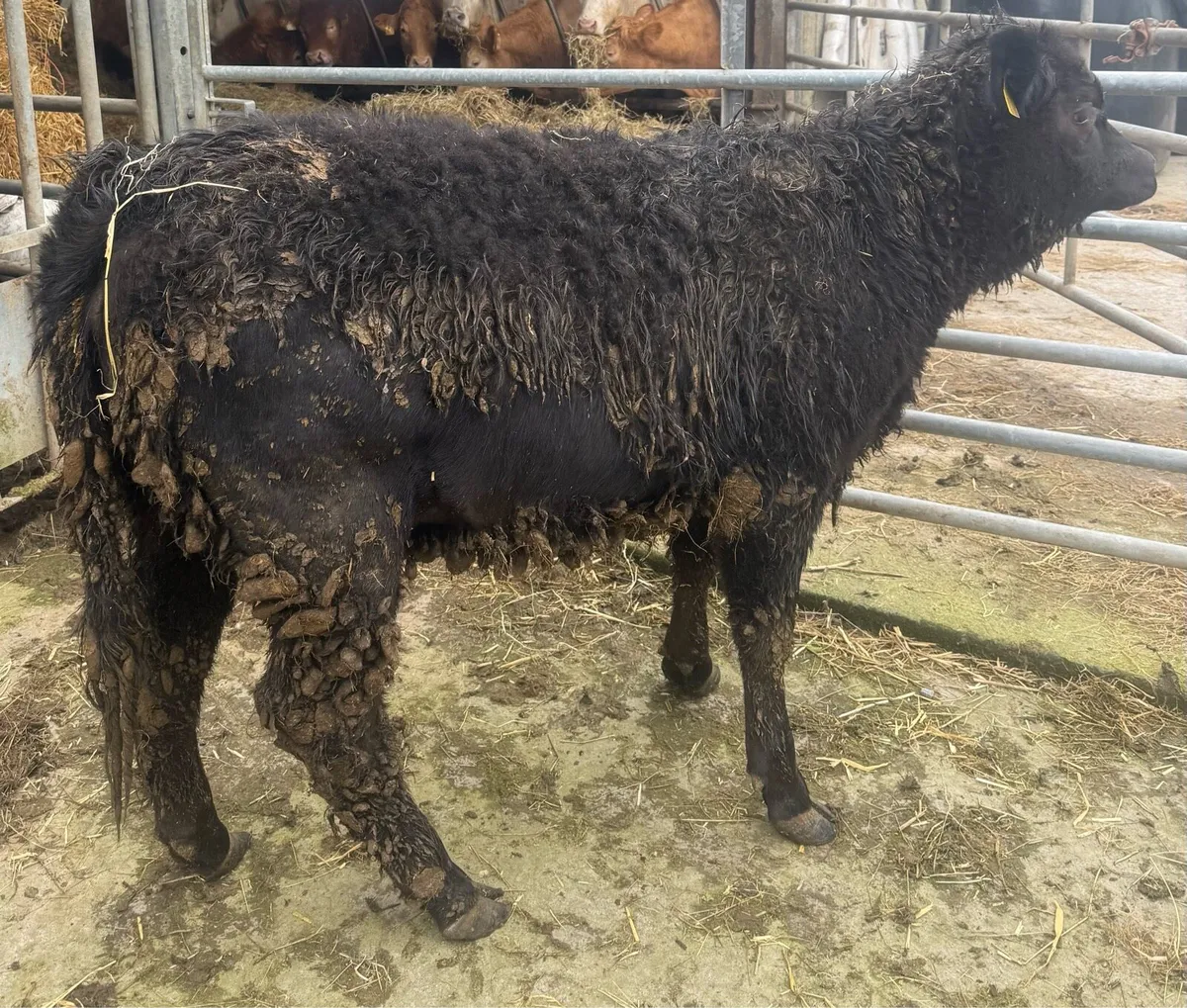 ▪️Aberdeen Angus Heifer Weanling ▪️ - Image 4