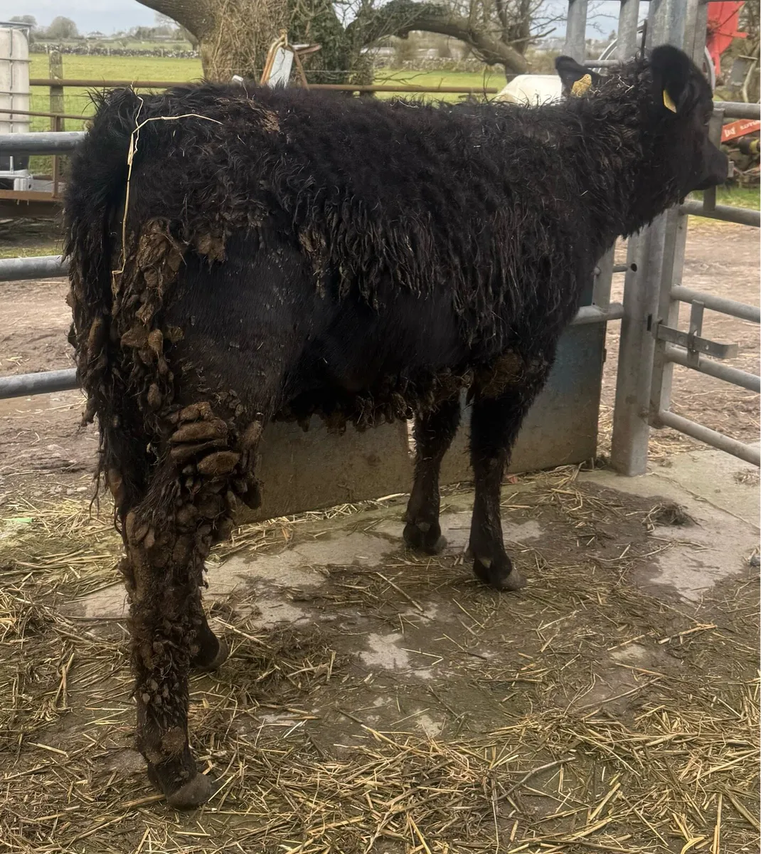 ▪️Aberdeen Angus Heifer Weanling ▪️ - Image 2