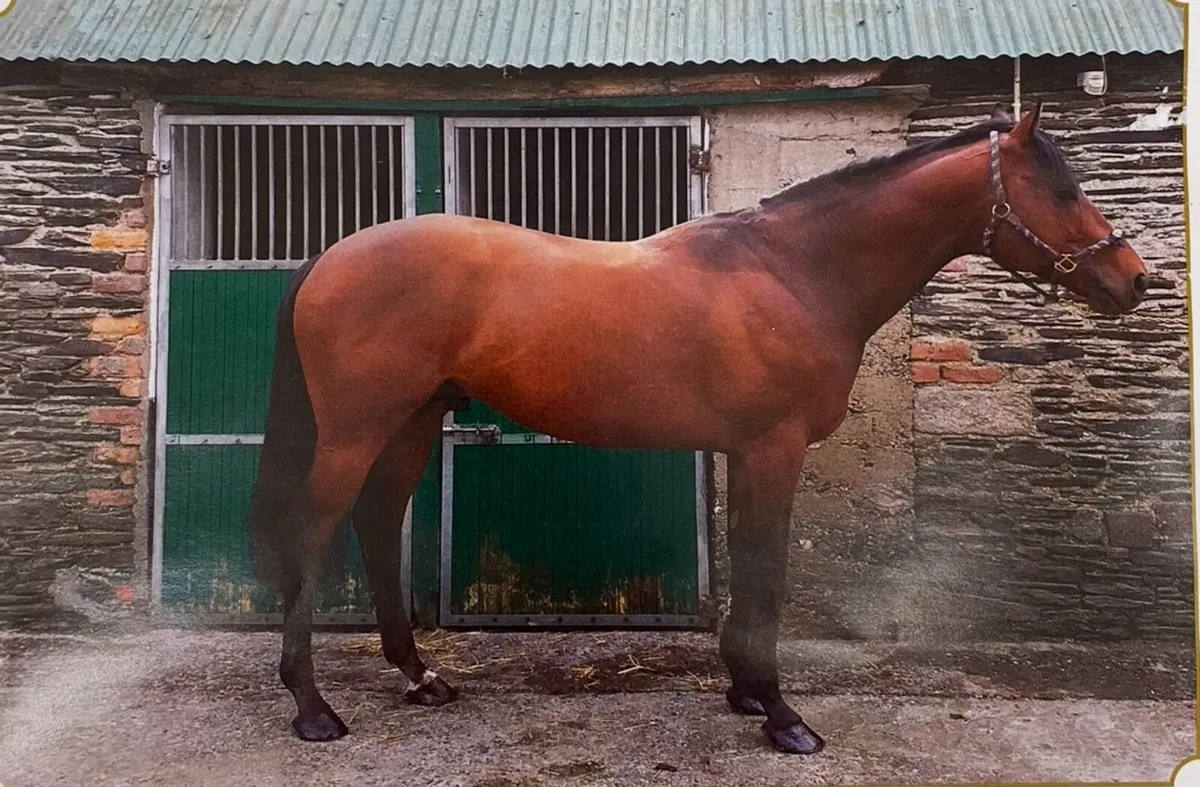 Free Lease of Stallion