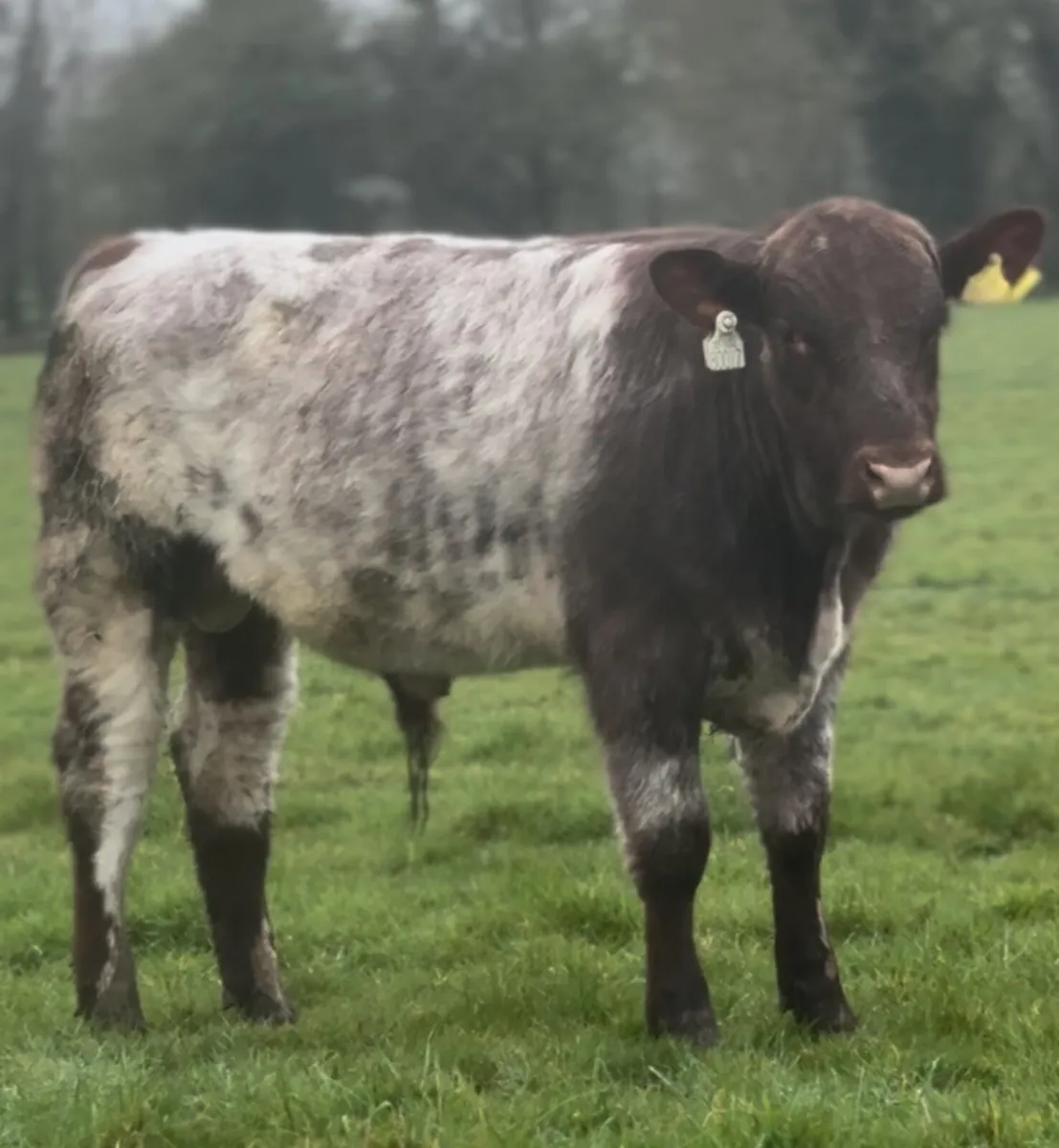 ⭐️⭐️Pedigree Shorthorn Bulls⭐️⭐️ - Image 1